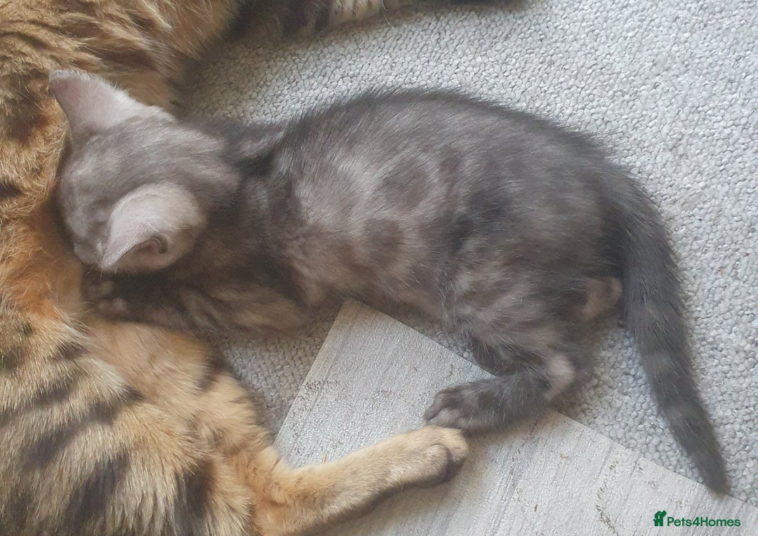 Bengal cats for sale: Silver bengal kitten  - Image 4