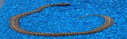 Python Snake reptiles for sale: Children's Python's Het T+Albino - Advert 8