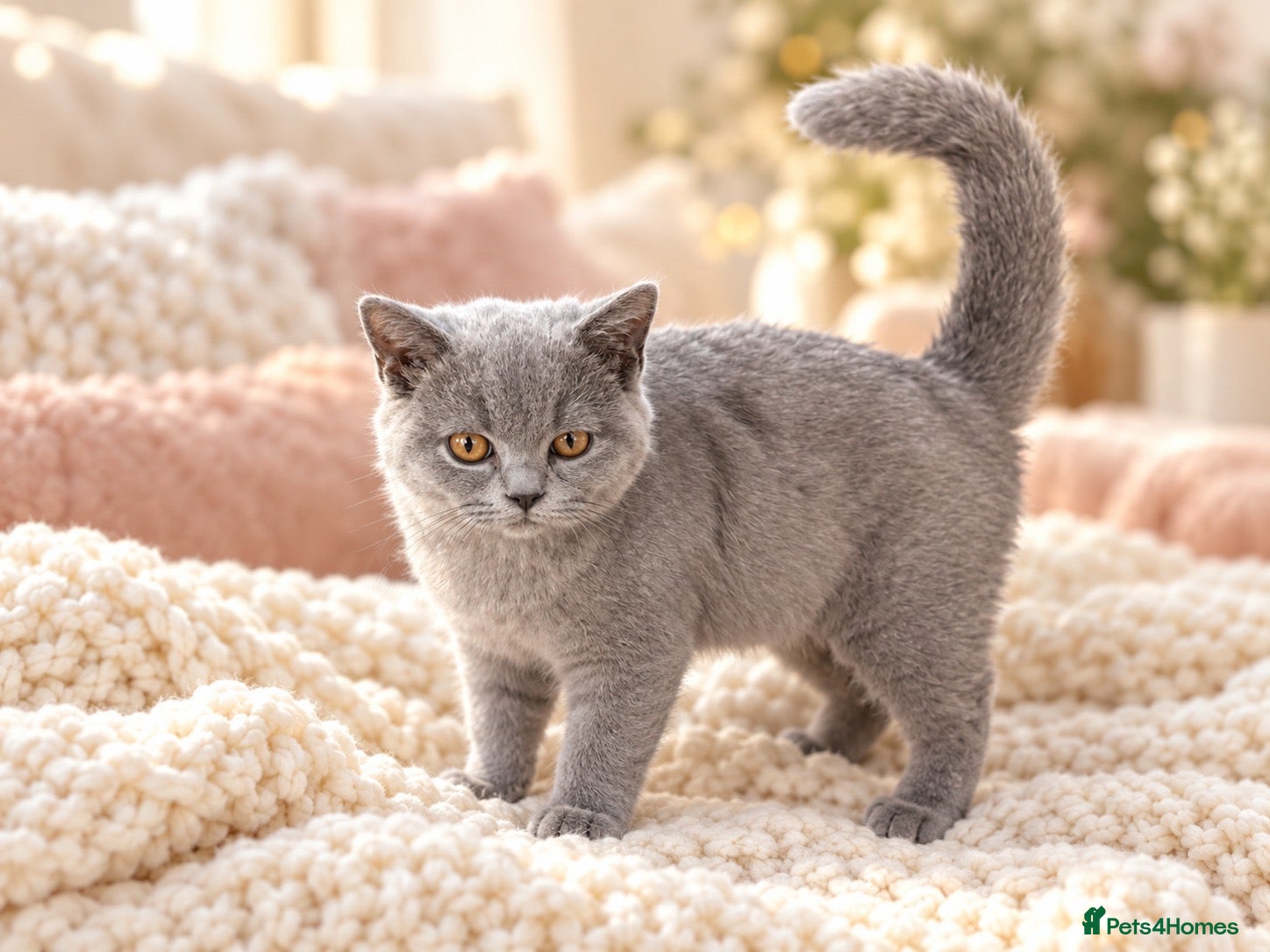 Brazilian Shorthair cats 💙💙💙💙Lilac & Blue Kittens 💙💙💙💙 - Advert 1