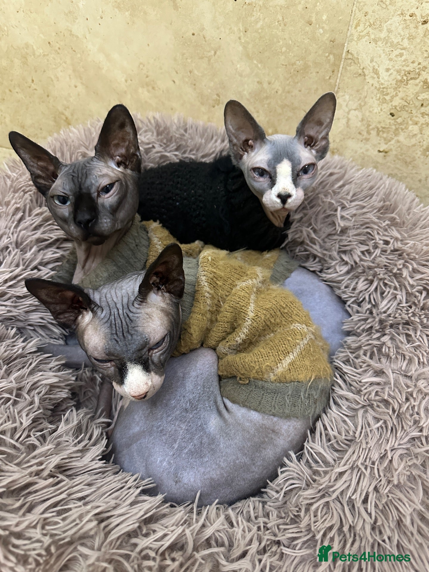 Sphynx cats Rehoming of Incredibly Bonded Trio of Sphynx Cats - Advert 1