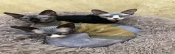 Sphynx cats for sale: Rehoming of Incredibly Bonded Trio of Sphynx Cats - Advert 1