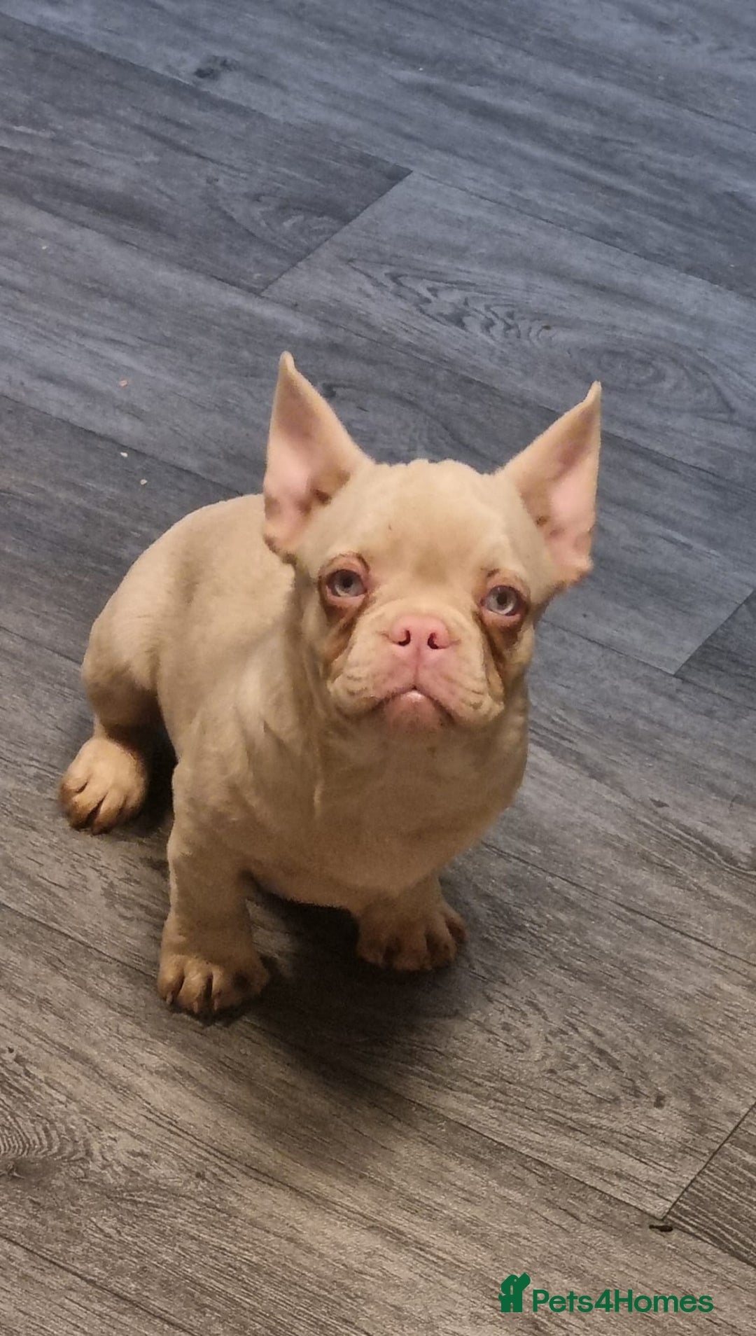 Frug dogs for sale: Gorgeous 16wk old Frugs - 3 Boys Remaining  - Advert 1