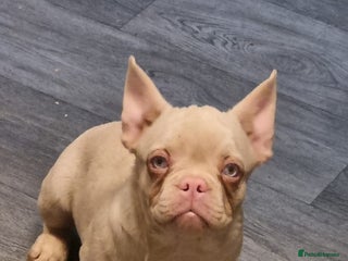 Frug dogs Gorgeous 16wk old Frugs - 3 Boys Remaining - Advert 2