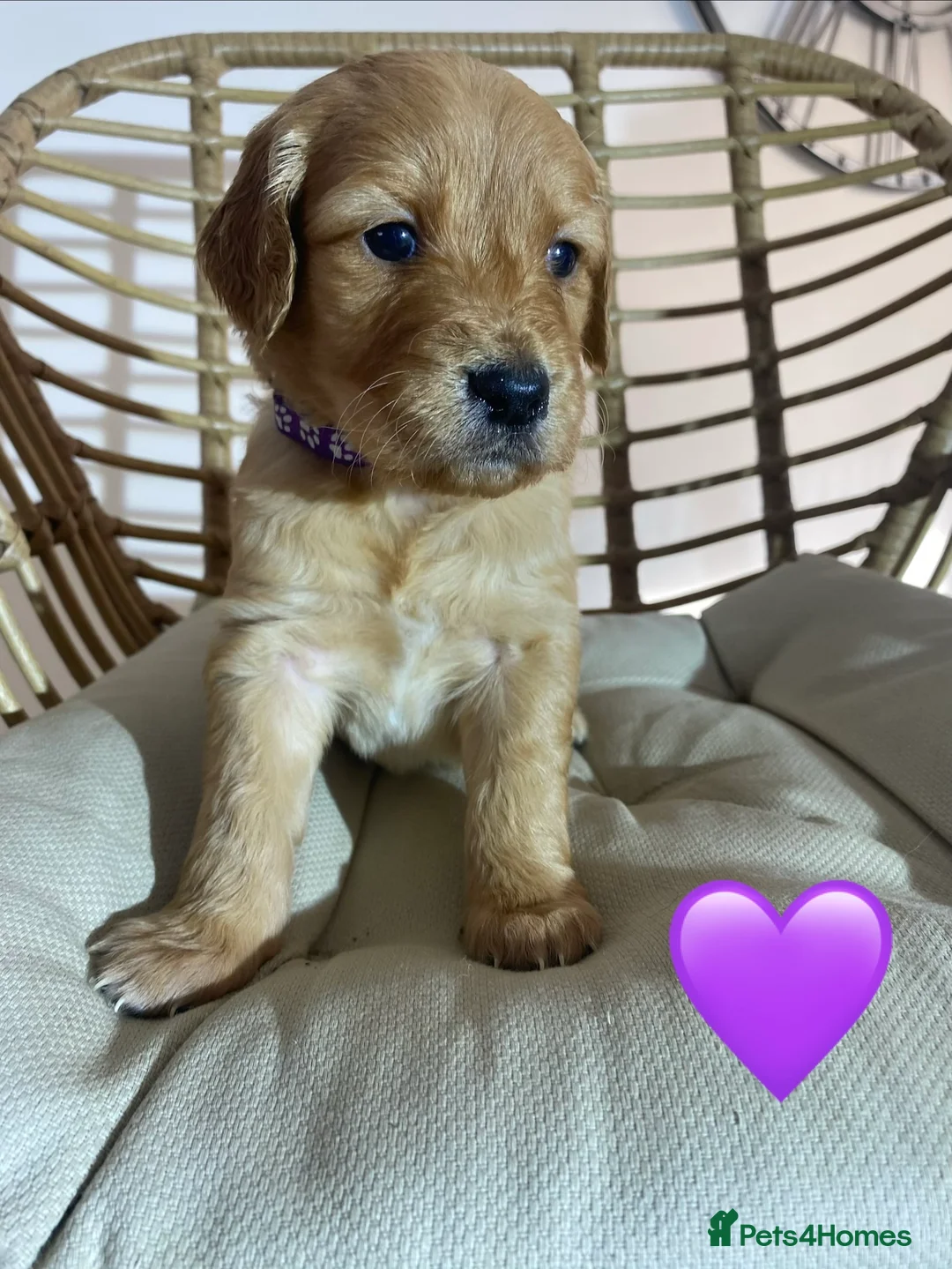 Goldendoodle dogs for sale: F1 Goldendoodles 🖤💛 - Advert 10