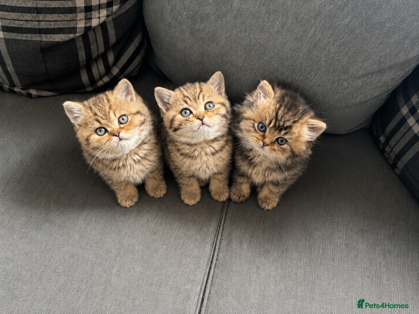 British Shorthair cats British longhair and shorthair kittens  - Advert 1