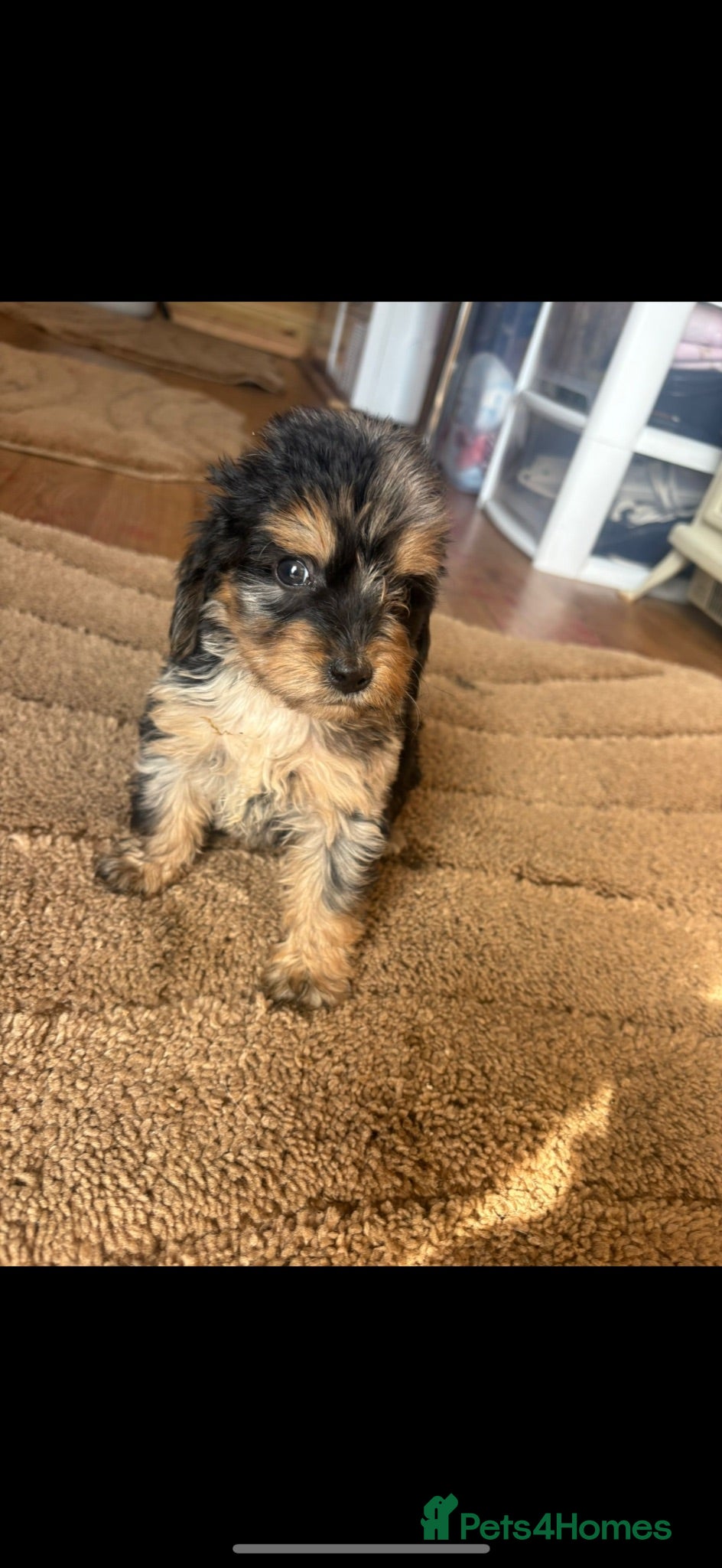Cockapoo dogs Mixed litter Cockapoo Puppys ⭐️  - Advert 2