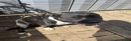 American Bull Staffy dogs for sale: Loving American Staffy looking for a forever home - Advert 4