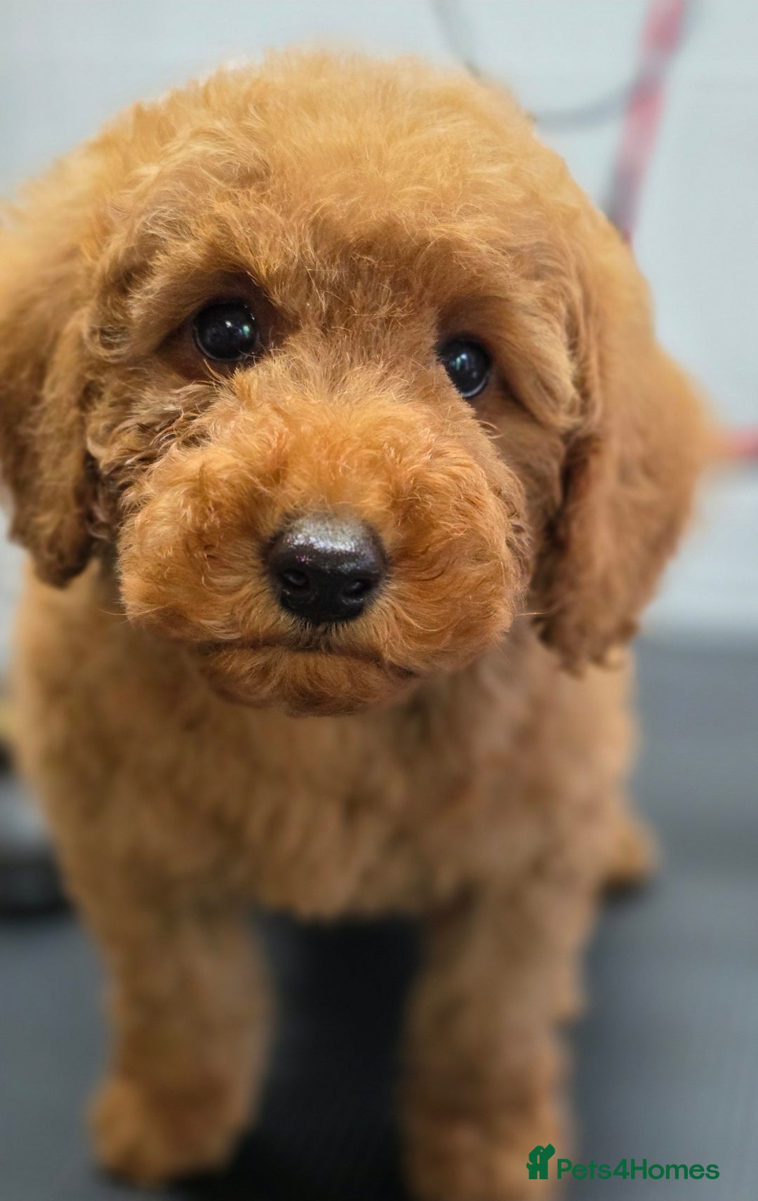 Miniature Poodle dogs for sale: MINIATURE POODLE PUPPIES - Image 7
