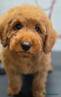 Miniature Poodle dogs - Advert 8