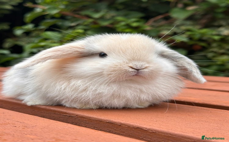 Mini Lop rabbits - Advert 14
