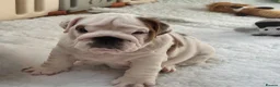 English Bulldog dogs for sale: Beautiful KC Reg Bulldog Puppies - Advert 7