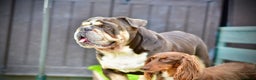 English Bulldog dogs for stud: CARLOS ENGLISH BULLDOG STUD in Canvey Island - Advert 3
