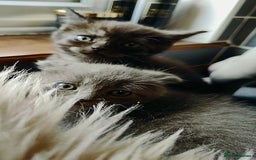 Scottish Fold cats for sale: ❤️Gorgeous Scottish Fold Straight ears kittens❤️ - Image 17