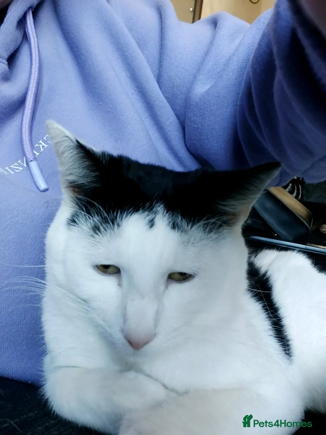 Mixed Breed cats for sale: Free to good homes - Advert 6