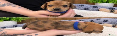 Chiweenie 4