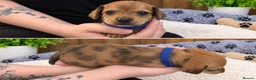 Chiweenie dogs for sale: Chiweenie pups - Advert 5