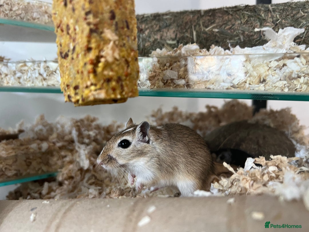 Gerbil rodents for sale: 2 Male Gerbils. OPEN TO OFFERS - Image 4