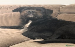 Mixed Breed dogs for sale: Looking for his forever home ♥️ - Image 4