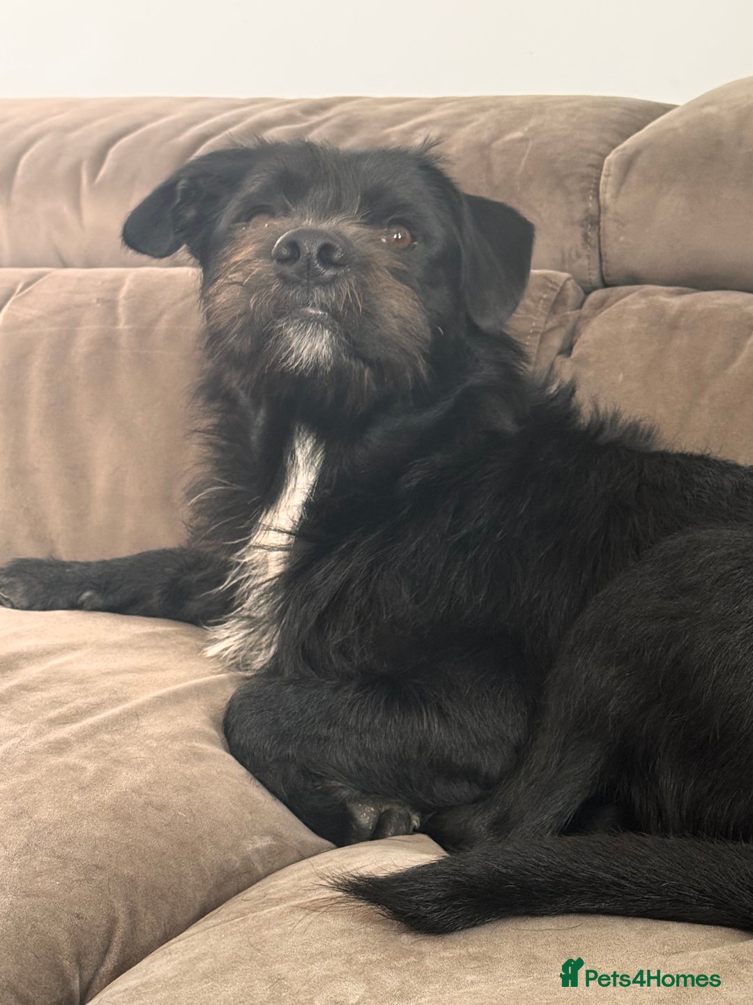 Mixed Breed dogs for sale: Looking for his forever home ♥️ - Image 4