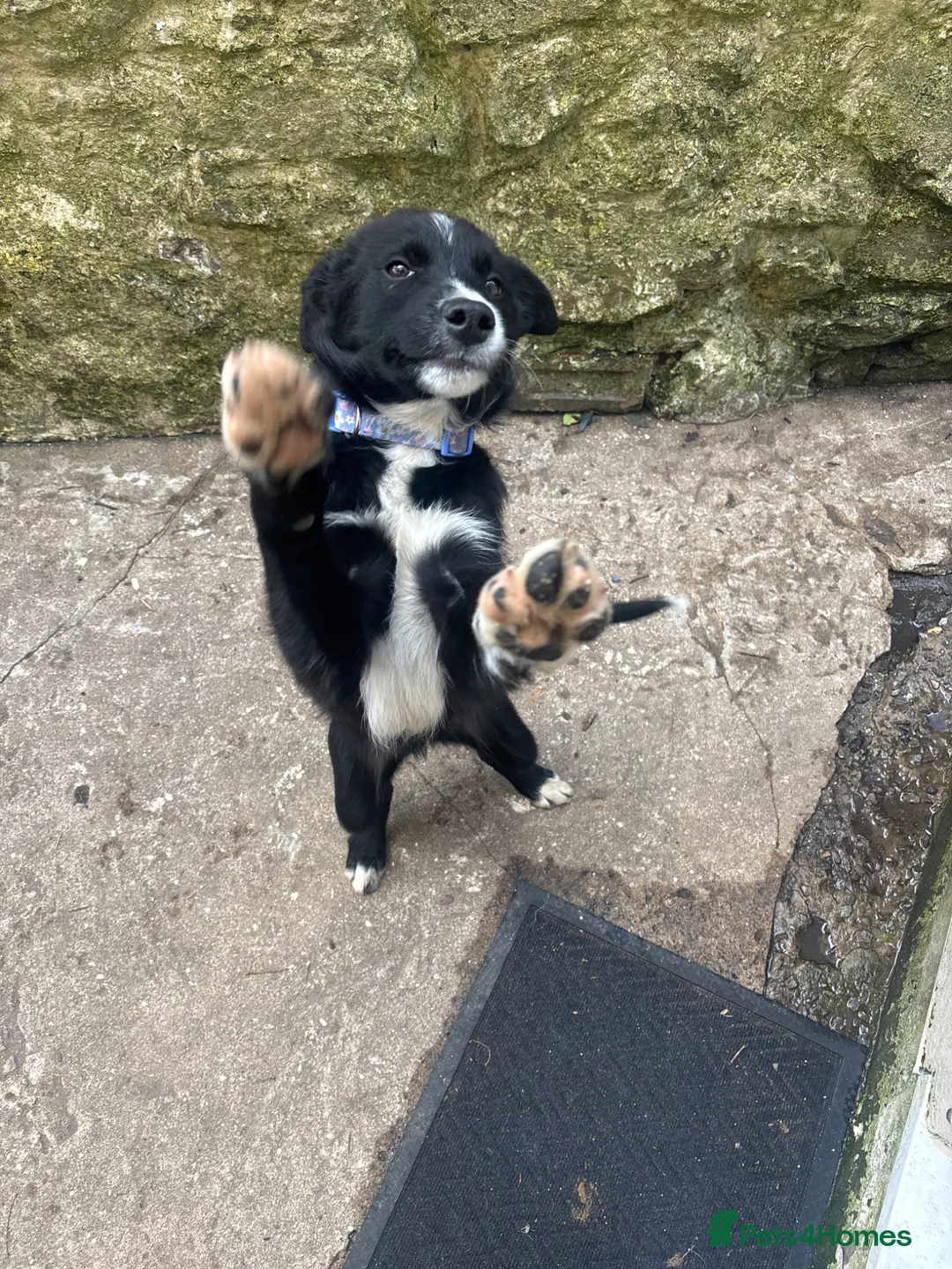Border Collie dogs for sale: Hello I’m daisy ! 🌼  - Advert 1