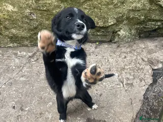 Border Collie dogs Hello I’m daisy ! 🌼 - Advert 14