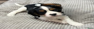 Cavalier King Charles Spaniel Puppy 1
