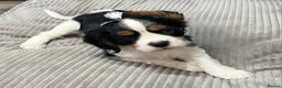Cavalier King Charles Spaniel dogs for sale: Cavalier King Charles Spaniel - cuteness overload - Advert 2