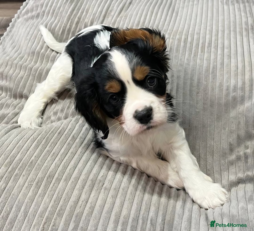 Cavalier King Charles Spaniel dogs for sale: Cavalier King Charles Spaniel - cuteness overload - Advert 2