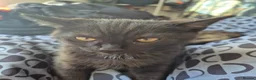 Mixed Breed cats for sale: Cats for sale - Advert 13