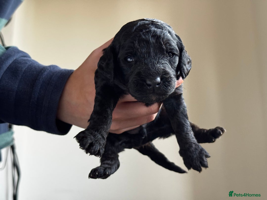 Miniature Poodle dogs for sale: Striking merle and black Miniature Poodle Puppies - Advert 34