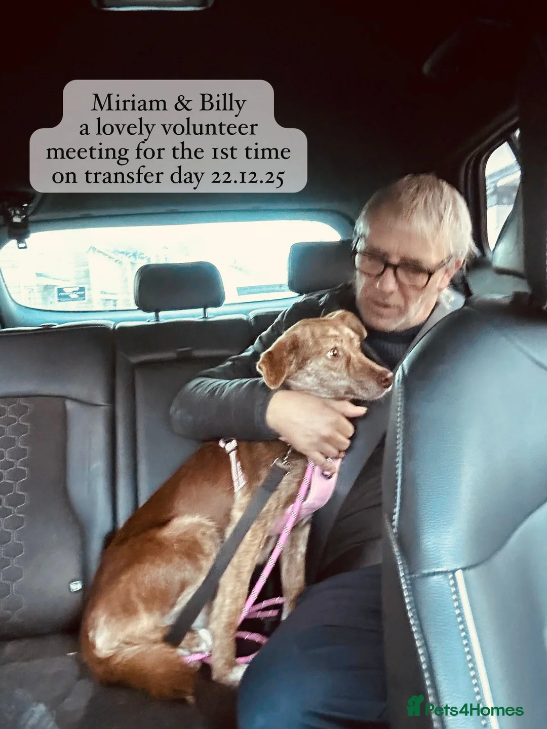 Mixed Breed dogs for adoption: Miriam, 14 months approx. Available for adoption.. - Advert 4