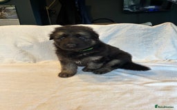 German Shepherd dogs for sale: KC Long Coated German Shepherd Puppies  - Image 1