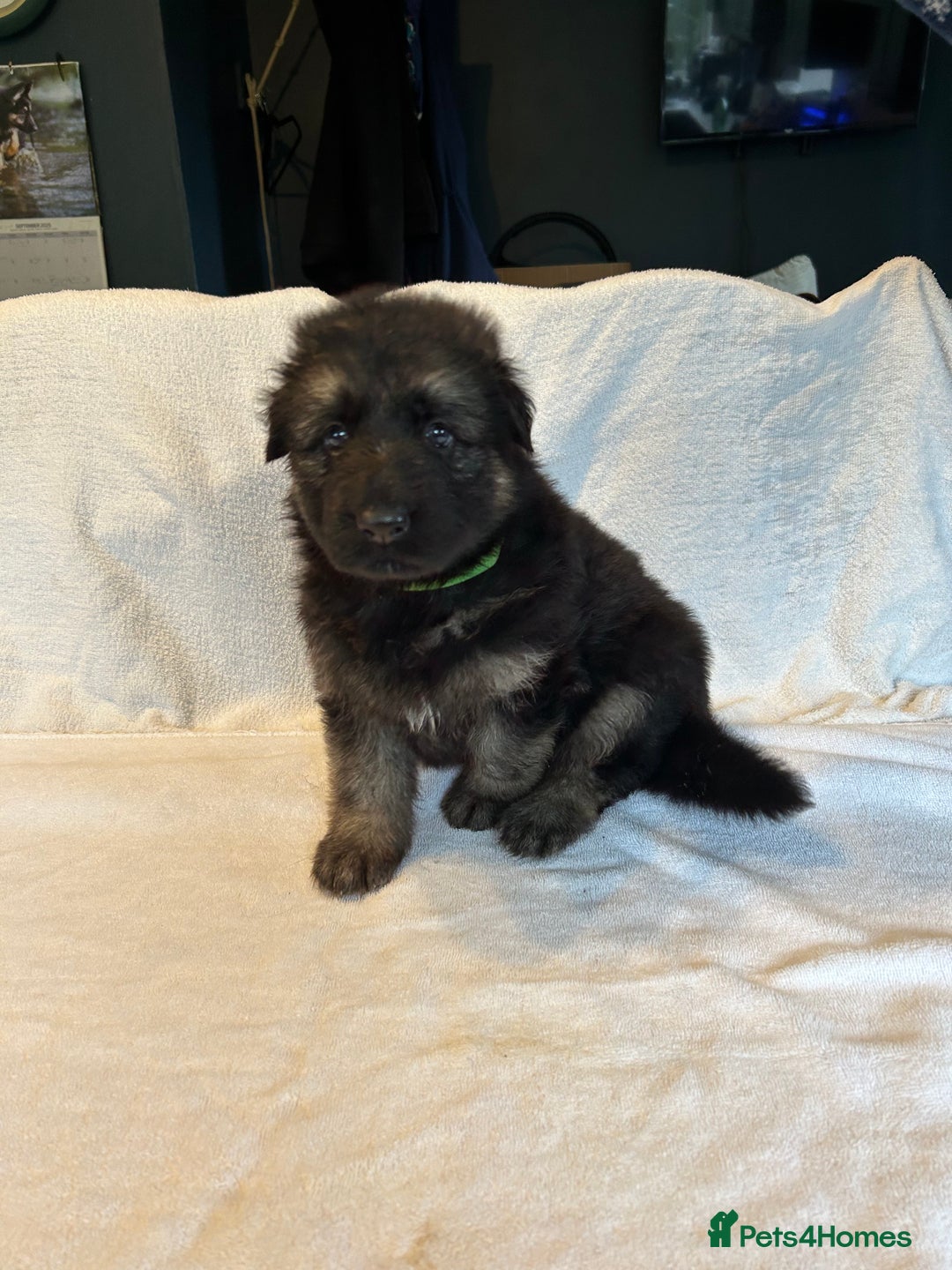 German Shepherd dogs for sale: KC Long Coated German Shepherd Puppies  - Image 1
