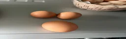 Chickens poultry for sale: Bluebell Hen  - Advert 4