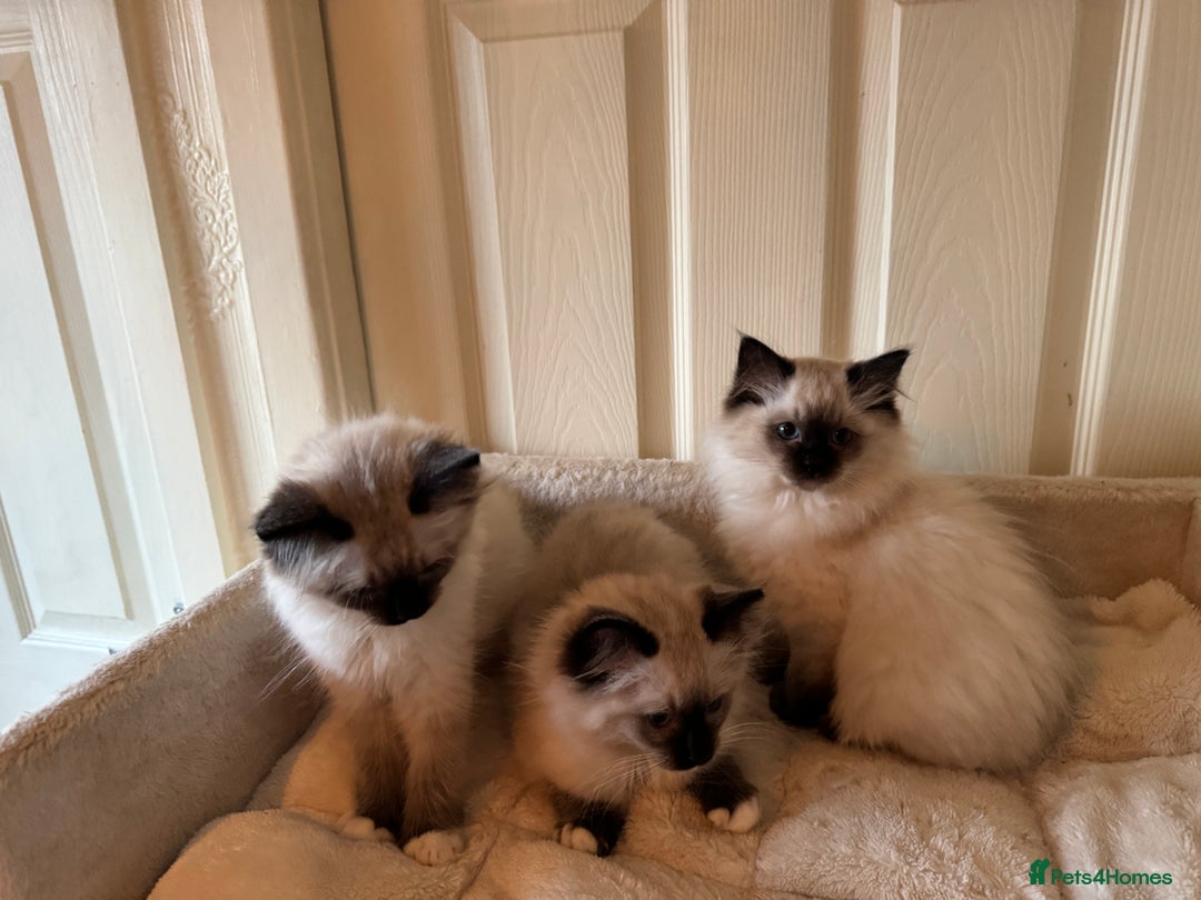 Ragdoll cats for sale: Beautiful Ragdoll kittens - Advert 14