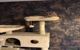 Scottish Fold cats for sale: Scottish fold’s - Advert 4