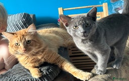 Mixed Breed cats for sale: 6 month old male kitten  - Advert 2