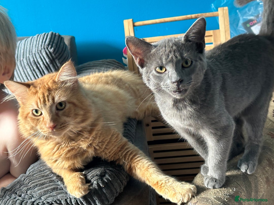 Mixed Breed cats for sale: 6 month old male kitten  - Advert 2