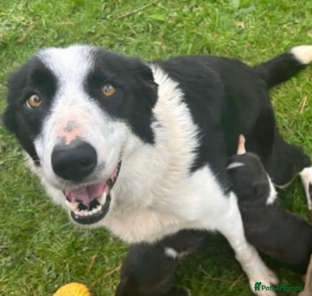 Mixed Breed dogs for sale: Collie cross scruffy jack last boy pup ready now  - Advert 2