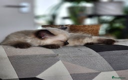 Ragdoll cats for sale: Ragdoll kittens - Image 9