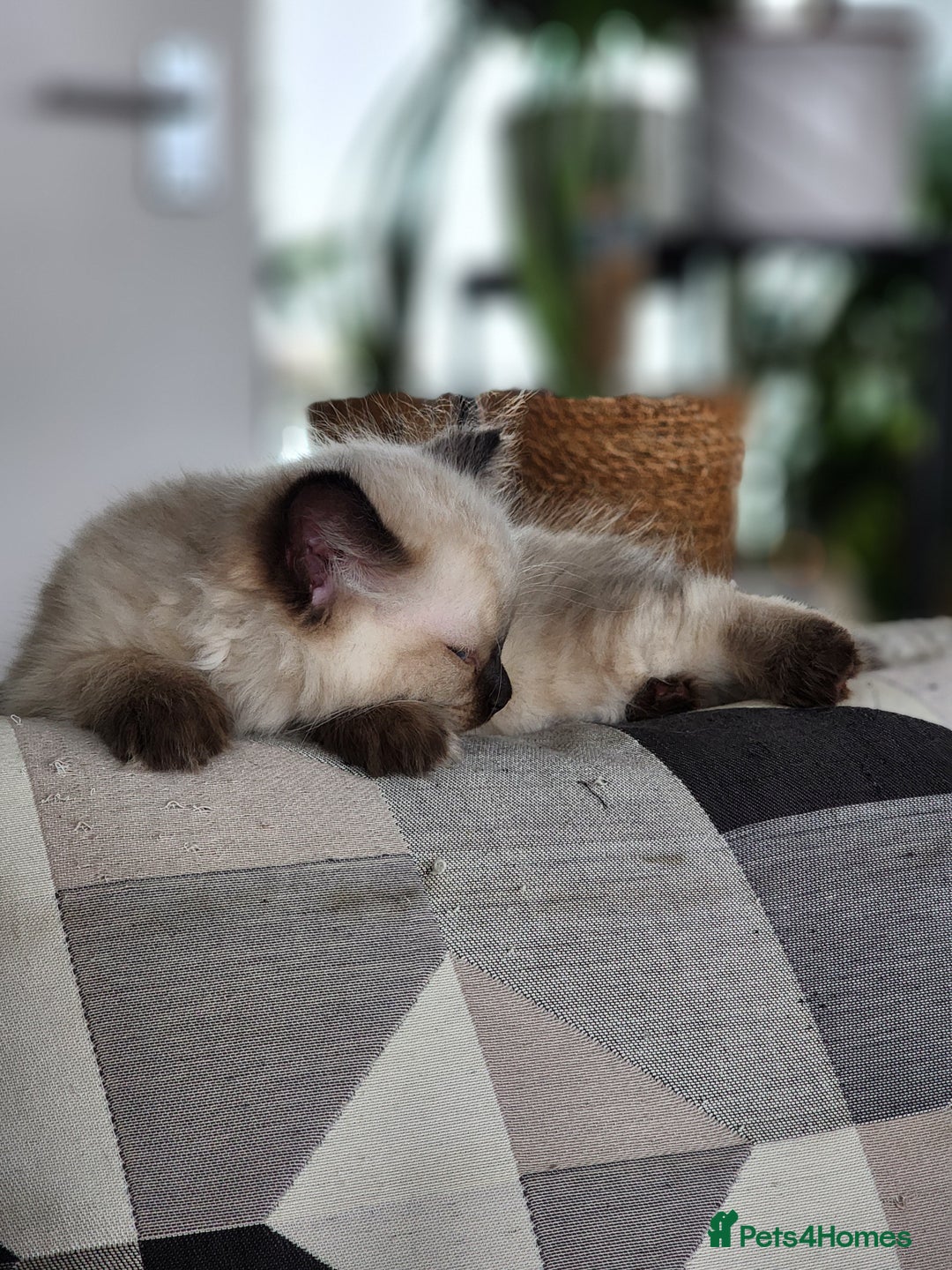Ragdoll cats for sale: Ragdoll kittens - Image 9