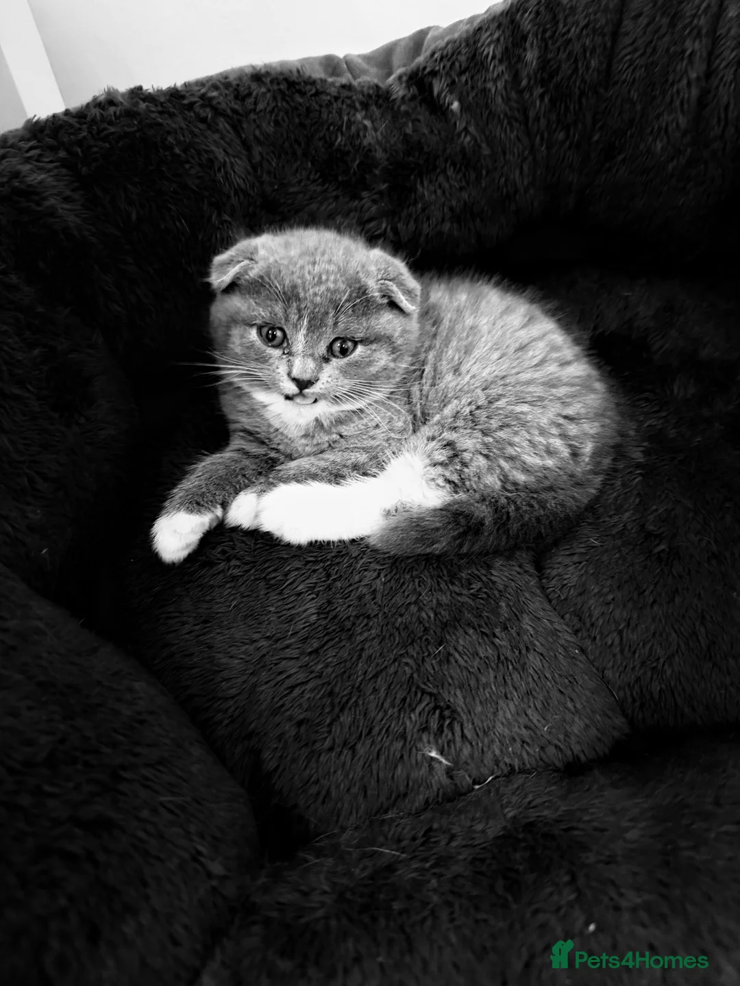 Scottish Fold cats for sale: Kittens from a Scottish fold mother  - Advert 2