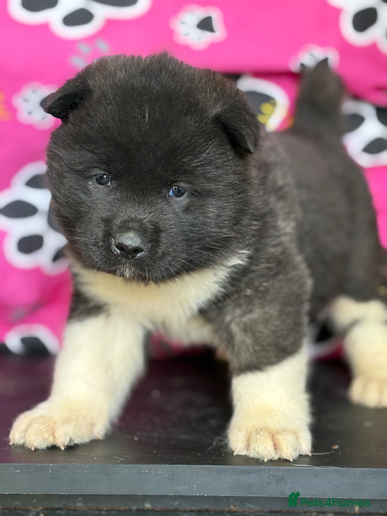 Akita dogs Quality KC registered American Akita Puppies - Advert 1