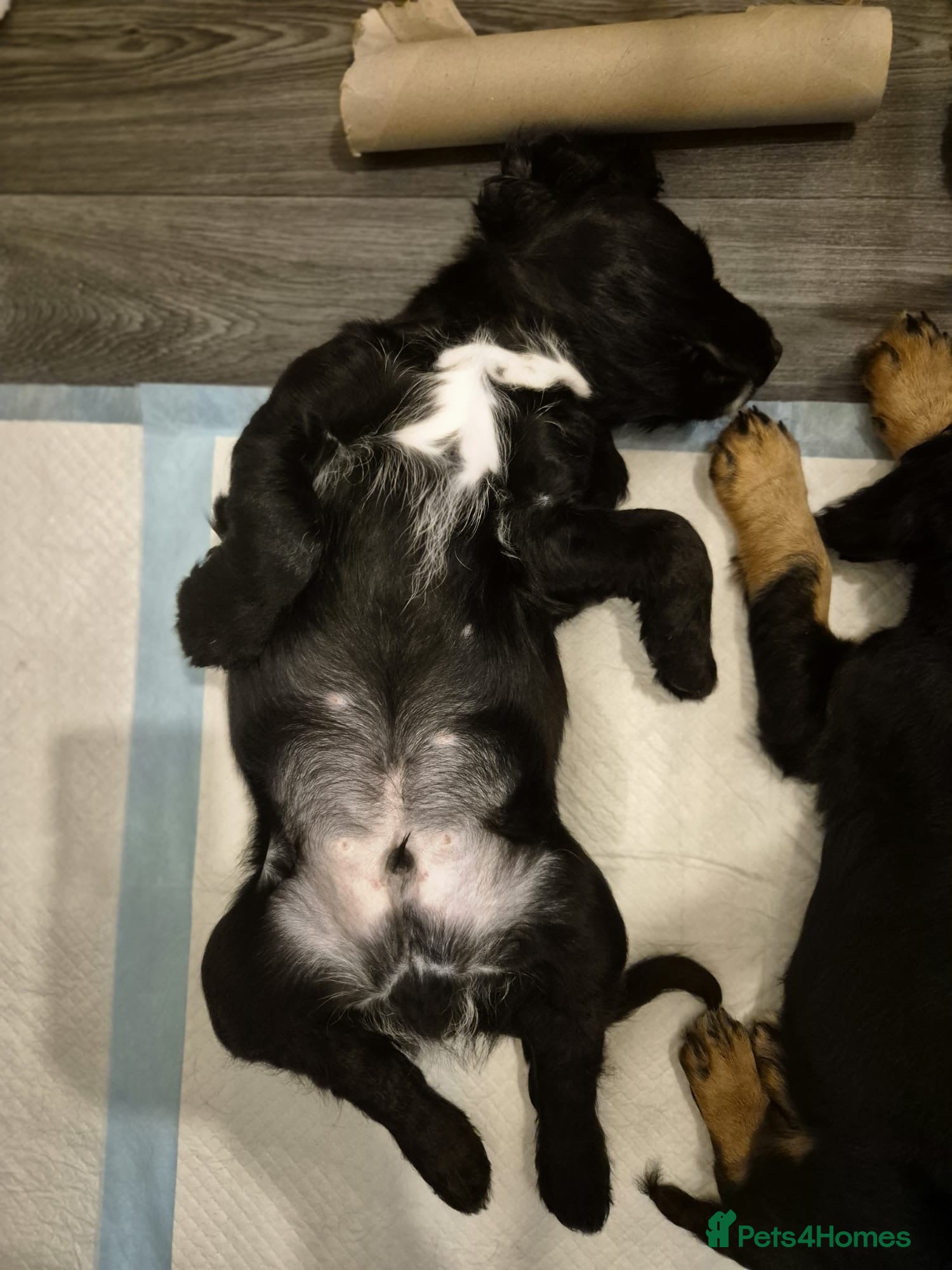 Sprocker dogs Last 2 (a male and female). pups ready to go now.  - Advert 7