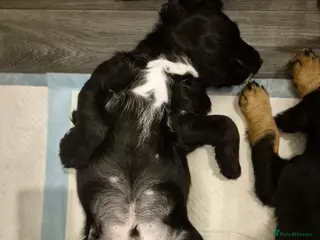 Sprocker dogs Last 2 (a male and female). pups ready to go now. - Advert 11