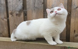 British Shorthair cats for sale: Champion lines British Shorthair Kittens  in Coatbridge - Image 2