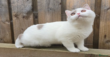 British Shorthair cats in Coatbridge - Advert 5