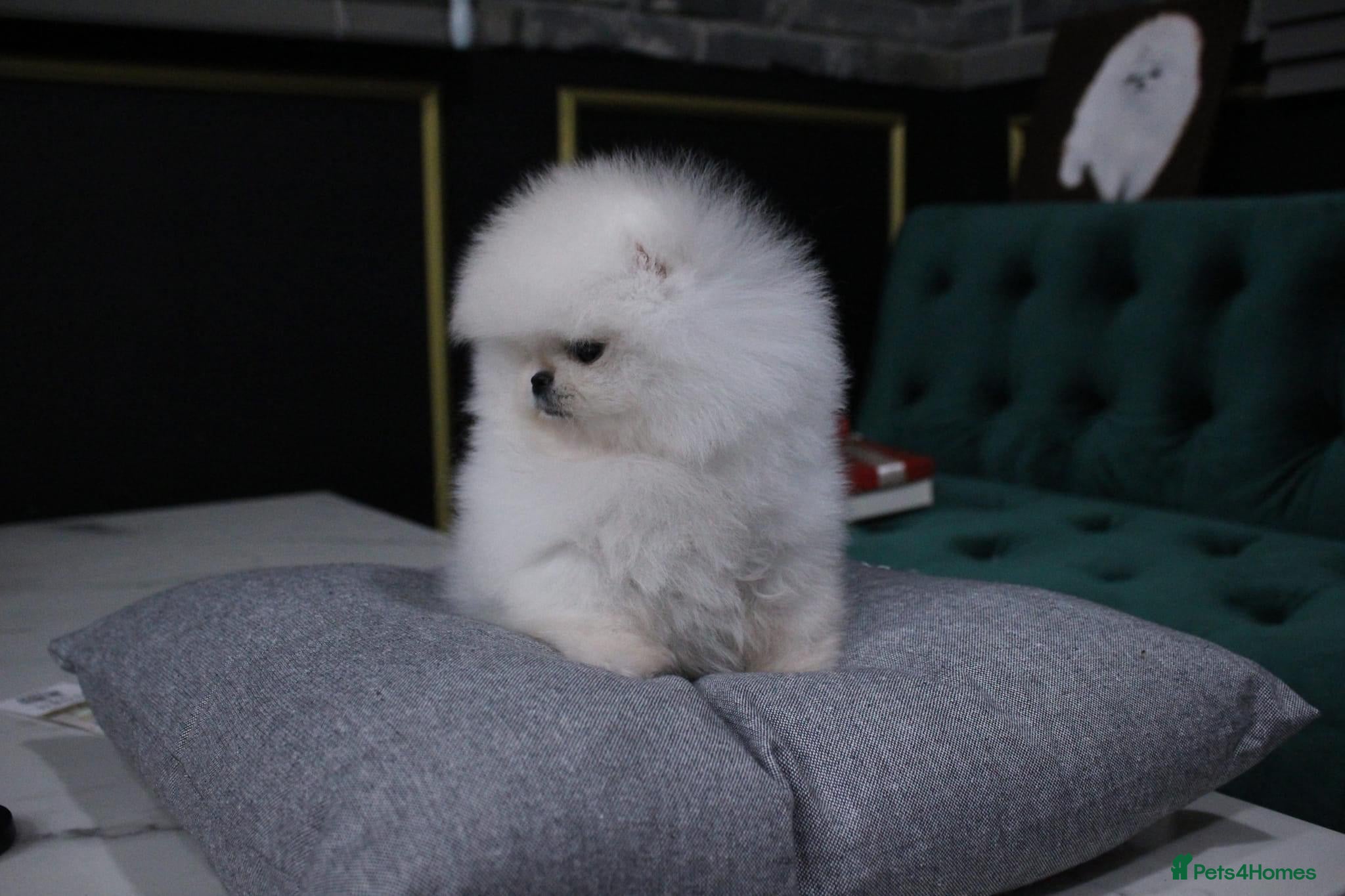 Pomeranian dogs Amazing pure white KC puppies looking for lovely🏠 - Advert 11