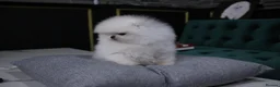 Pomeranian dogs for sale: Amazing pure white KC puppies looking for lovely🏠 - Advert 1