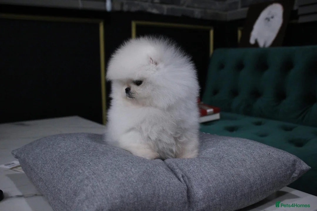 Pomeranian dogs for sale: Amazing pure white KC puppies looking for lovely🏠 - Advert 1